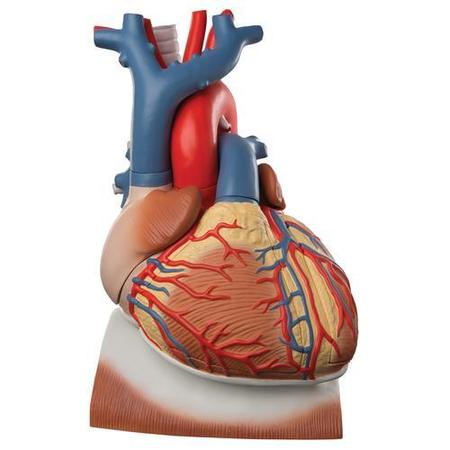 3B SCIENTIFIC Heart on Diaphragm, 3 times - w/ 3B Smart Anatomy 1008547